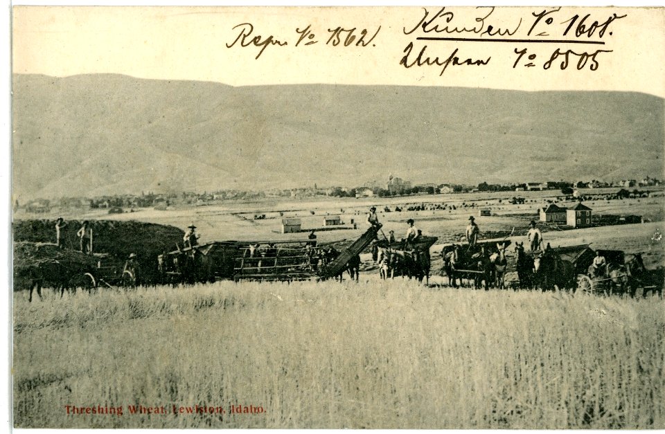 08505-Lewiston-1907-Threshing Wheat-Brück & Sohn Kunstverlag