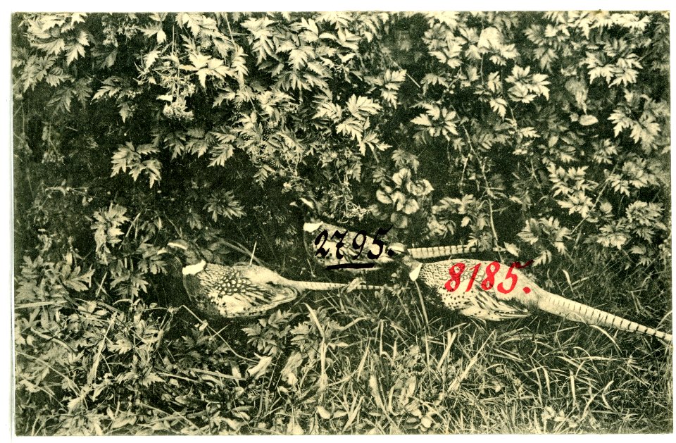 08185-Oregon-1906-Oregon China Pheasants in the Wild-Brück & Sohn Kunstverlag