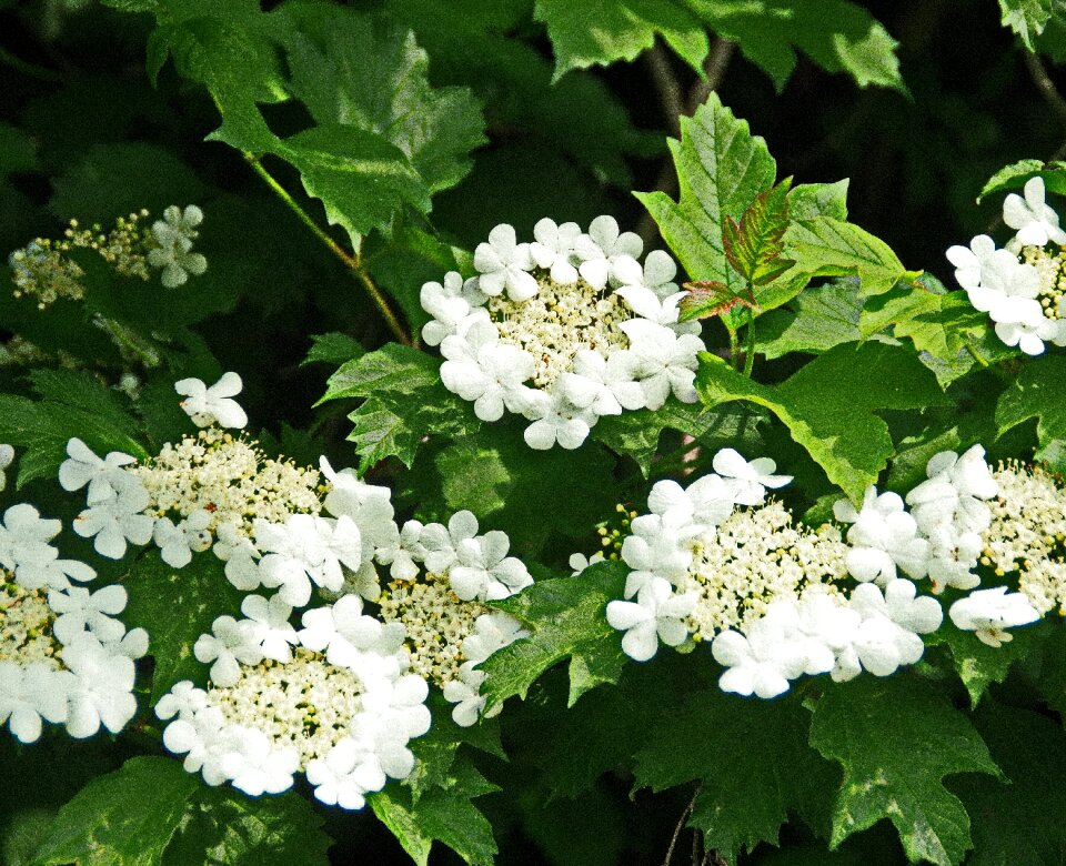 Garden flowering flowering branch