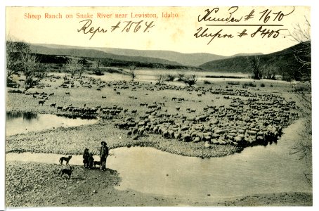 08405-Lewiston, Idaho-1906-Sheep Ranch on Snake River-Brück & Sohn Kunstverlag