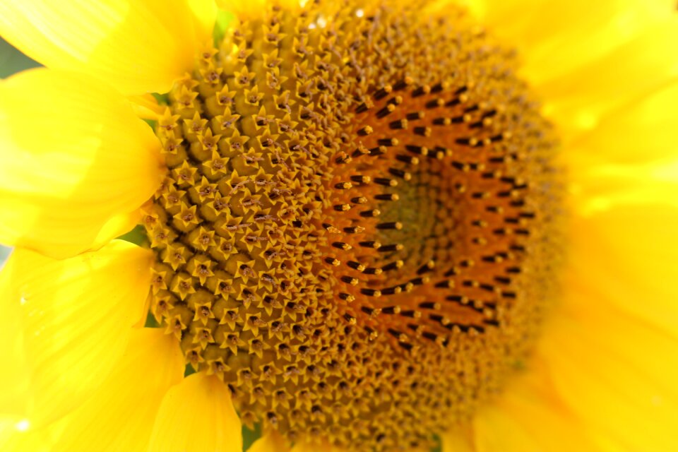 Sunflower yellow flower