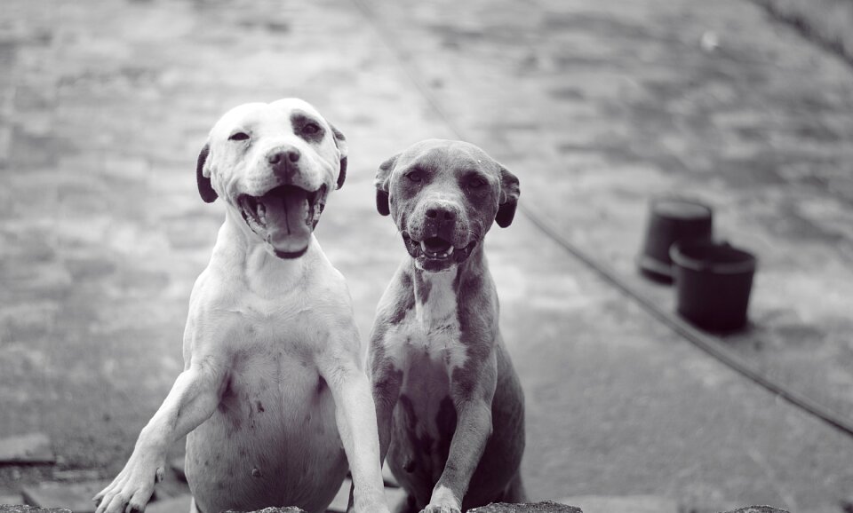 Dogs pets animals