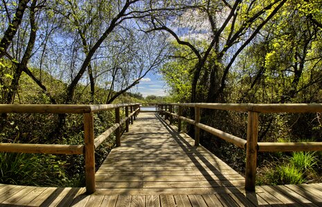 Huelva wood tree photo