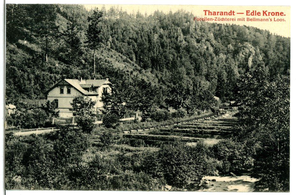 04522-Tharandt-1903-Edle Krone mit Forellenzüchterei-Brück & Sohn Kunstverlag