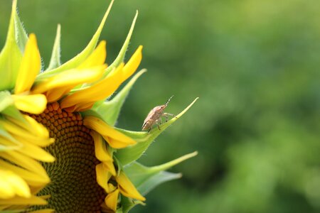 Yellow insect plant