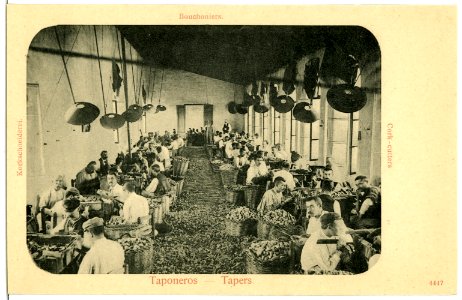 04447--1903-Korkschneiderei-Brück & Sohn Kunstverlag
