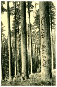 08366-Oregon-1906-Glimpse of an Oregon Forest-Brück & Sohn Kunstverlag