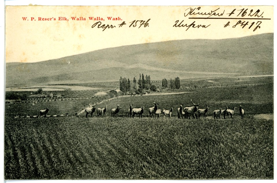 08417-Walla Walla-1906-W. P. Resers Elk, Walla Walla, Wash.-Brück & Sohn Kunstverlag