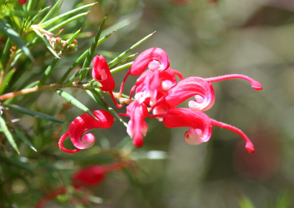 Green flower bloom