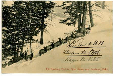 08406-Lewiston, Idaho-1906-Elk Breaking Trail in Bitter Roots-Brück & Sohn Kunstverlag photo
