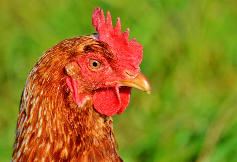 Free range livestock farm