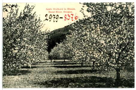 08376-Hood River, Ore.-1906-Apple Orchard in Bloom, Hood River-Brück & Sohn Kunstverlag photo