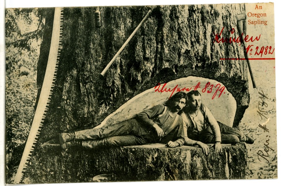 08379-Oregon-1906-An Oregon Sapling-Brück & Sohn Kunstverlag