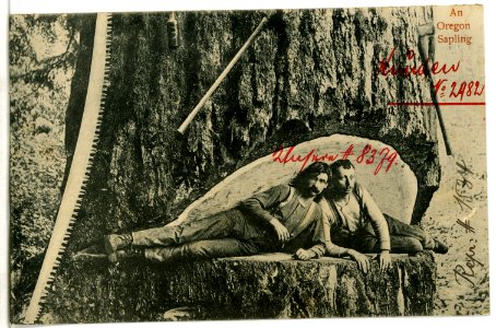 08379-Oregon-1906-An Oregon Sapling-Brück & Sohn Kunstverlag