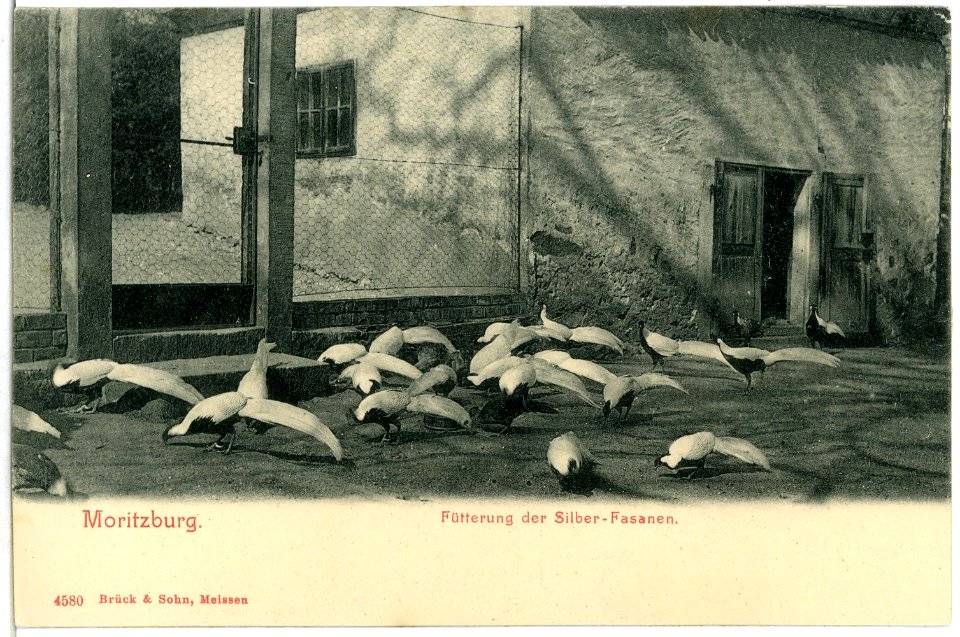 04580-Moritzburg-1903-Fütterung der Silberfasanen-Brück & Sohn Kunstverlag
