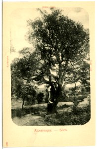 04443--1903-Korkeiche-Brück & Sohn Kunstverlag