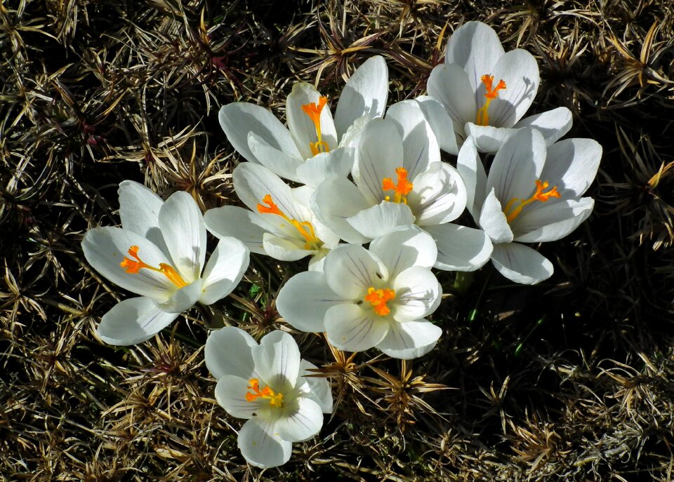 Spring garden nature
