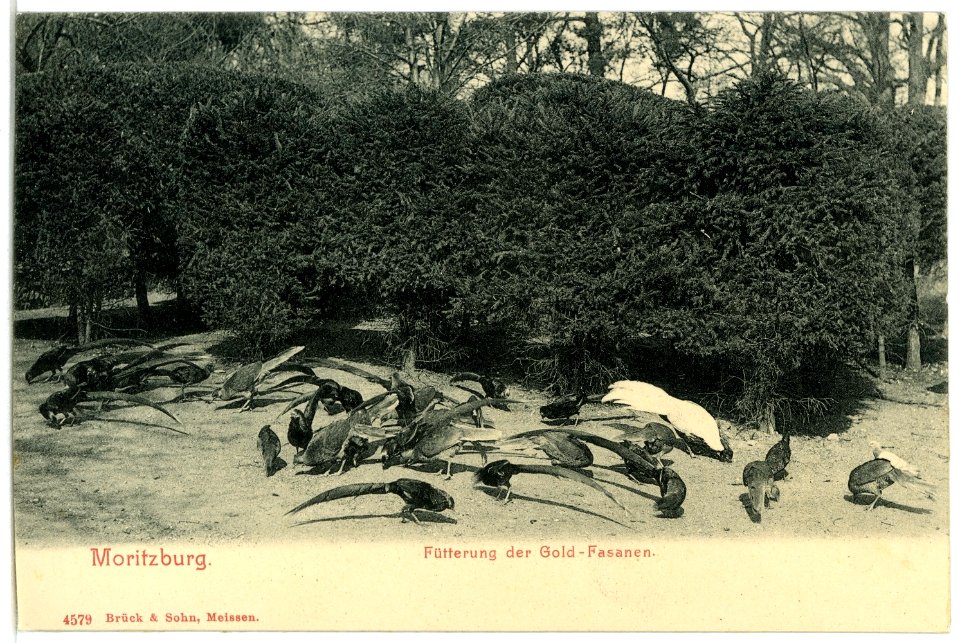 04579-Moritzburg-1903-Fütterung der Goldfasanen-Brück & Sohn Kunstverlag