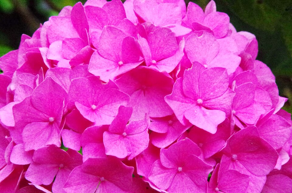 Pink flower summer flowers color pink