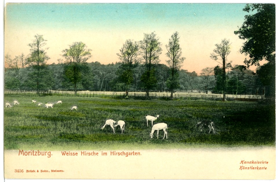 03456-Moritzburg-1903-Weiße Hirsche im Hirschgarten-Brück & Sohn Kunstverlag