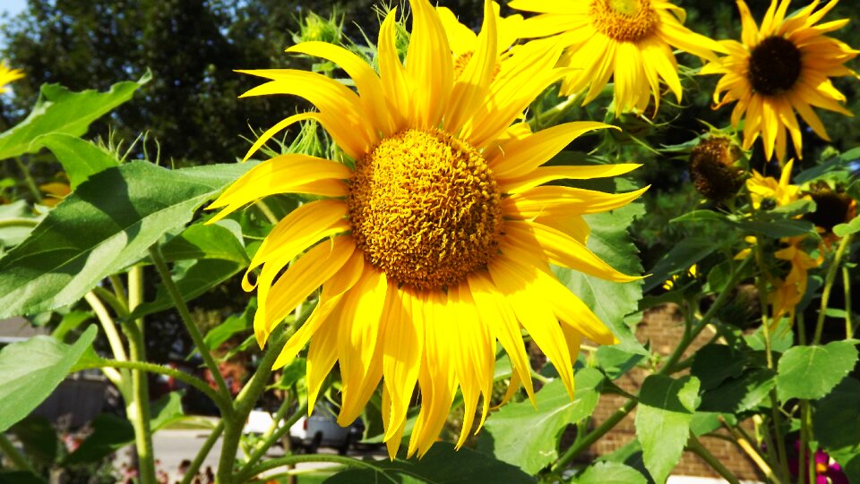 Ornamental sunflower garden full bloom - Free Stock Photos | Creazilla