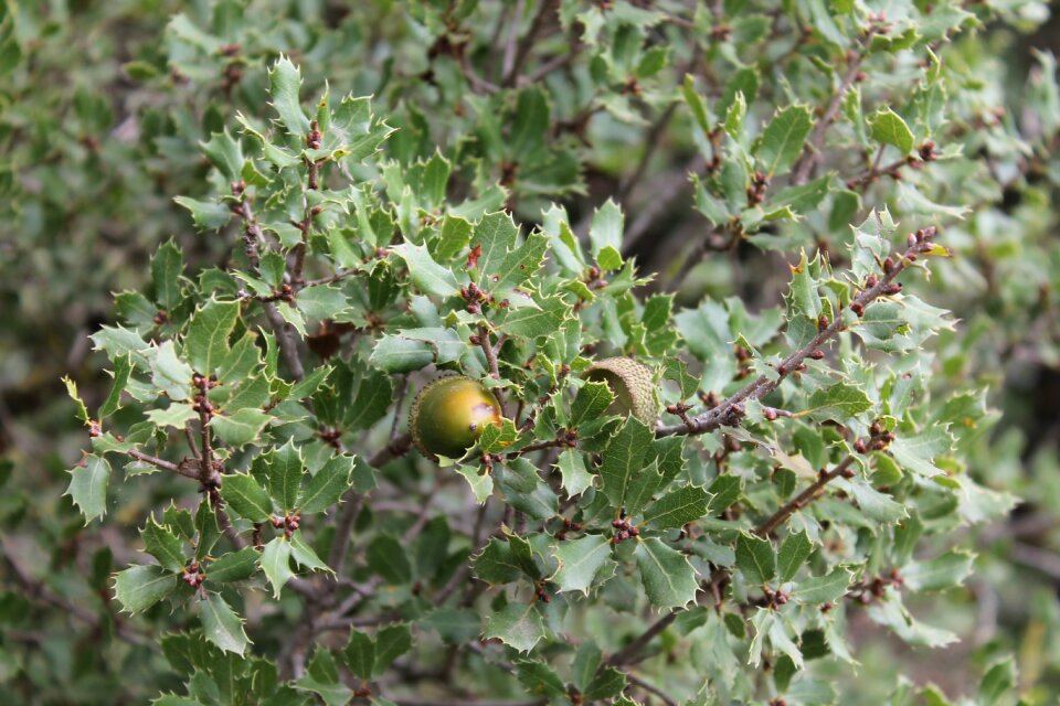 Branch nature green
