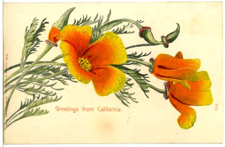 03721-Kalifornien-1903-Blumenkarte-Brück & Sohn Kunstverlag