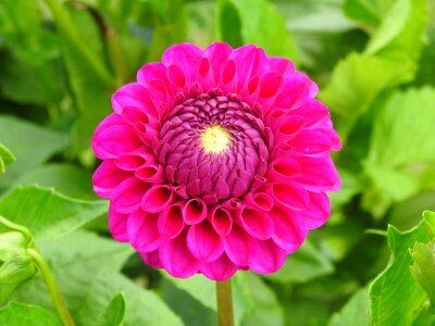 Dahlia pink flower