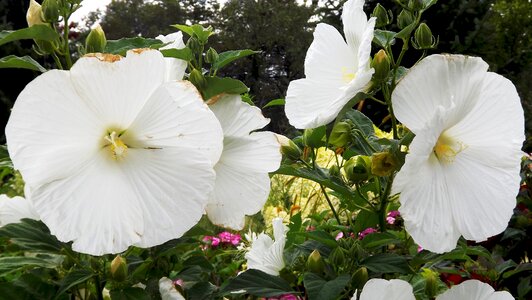 Chinese white hibiscus