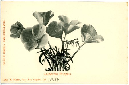 03986-Kalifornien-1903-California Poppis-Brück & Sohn Kunstverlag