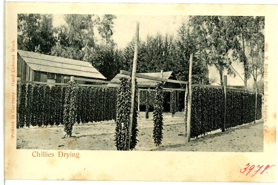 03978--1903-Chillies Drying-Brück & Sohn Kunstverlag