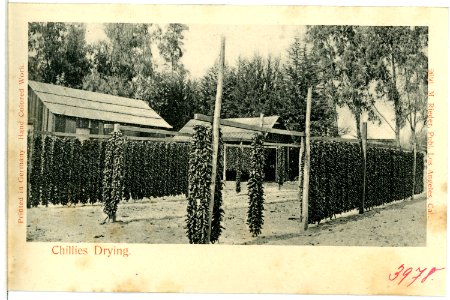 03978--1903-Chillies Drying-Brück & Sohn Kunstverlag