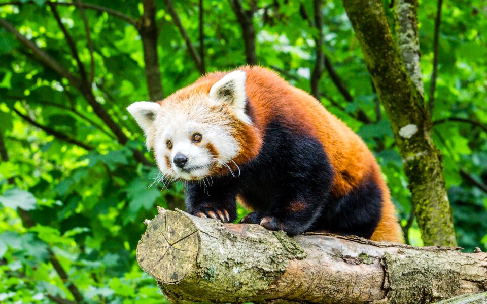Animal cute zoo