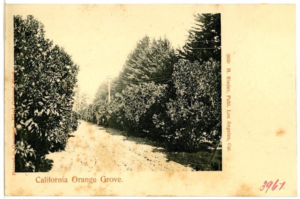 03961-Kalifornien-1903-California Orange Grove-Brück & Sohn Kunstverlag