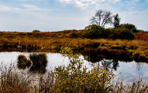 Nature reserve moorland swamp photo