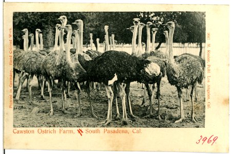 03969-S. Pasadena-1903-Cawston Ostrich Farm-Brück & Sohn Kunstverlag