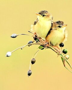 Beauty yellow nature yellow beauty
