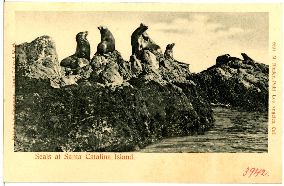 03942-Santa Catalina-1903-Seals of Santa Catalina Island-Brück & Sohn Kunstverlag