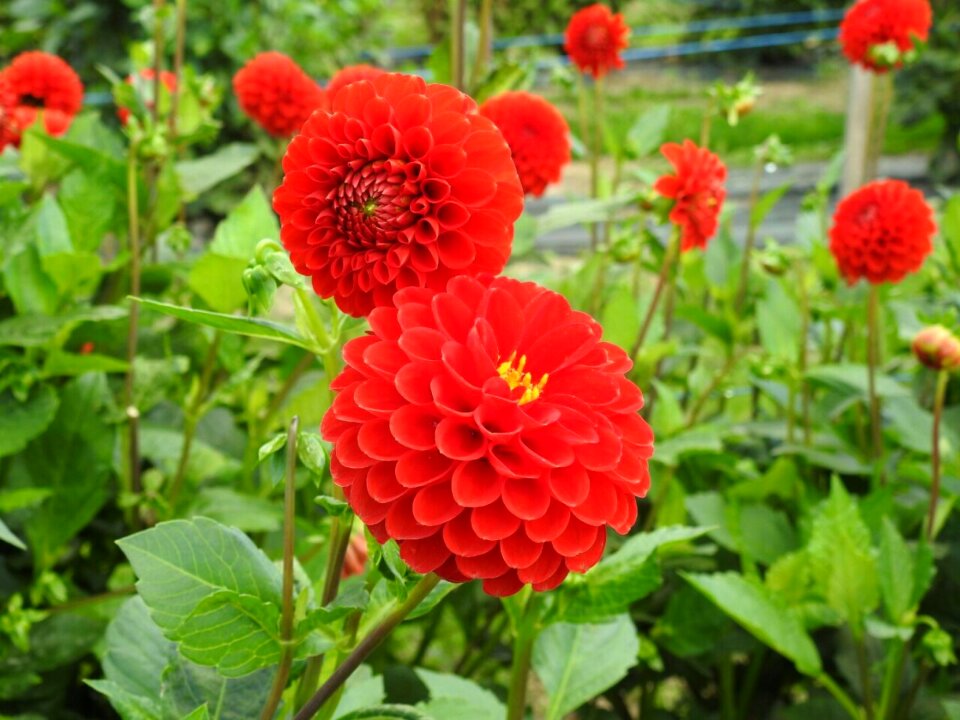 Blossom bloom red dahlia