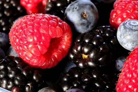 Blueberries fruit fruits