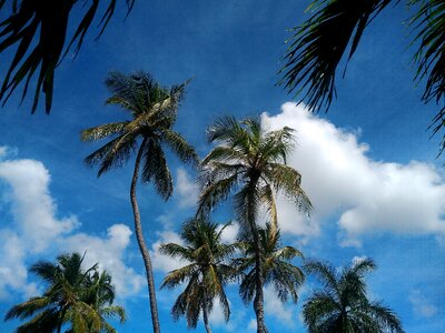 Branches sky blue sky photo