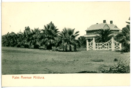 05985-Mildura-1905-Palm Avenue-Brück & Sohn Kunstverlag