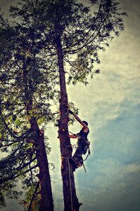 Tree tree removal chainsaw