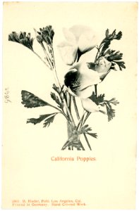03985-Kalifornien-1903-California Poppis-Brück & Sohn Kunstverlag