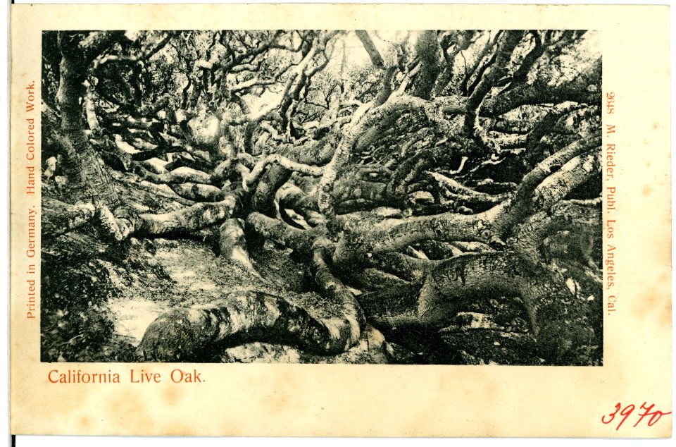 03970-Kalifornien-1903-California Live Oak-Brück & Sohn Kunstverlag