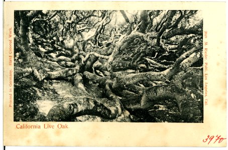 03970-Kalifornien-1903-California Live Oak-Brück & Sohn Kunstverlag
