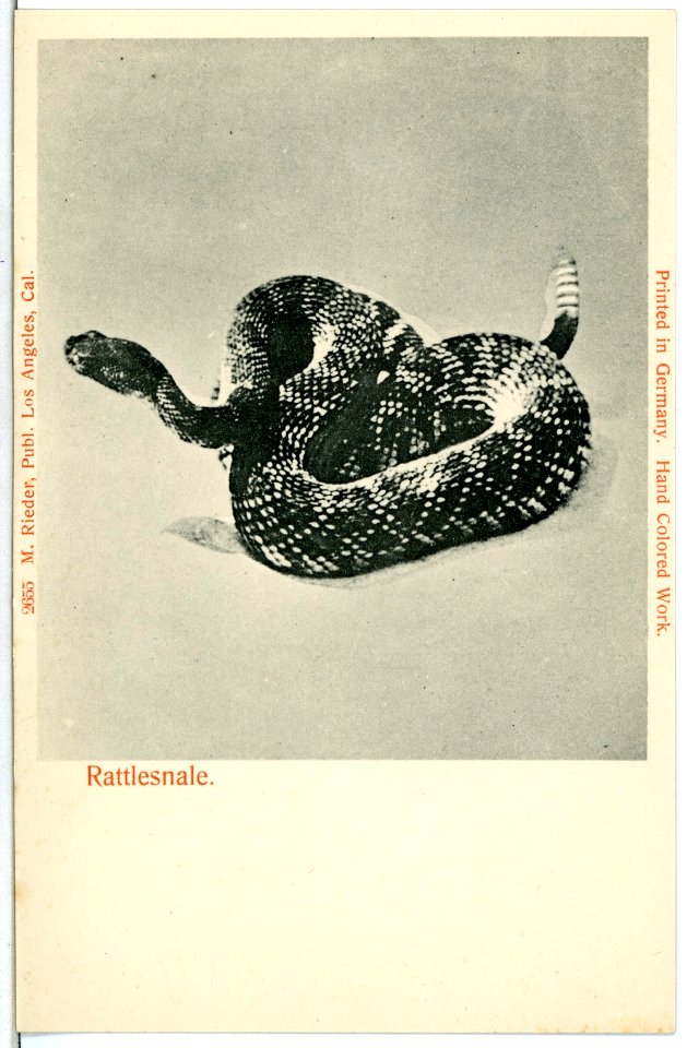 03977--1903-Rattnesnale-Brück & Sohn Kunstverlag