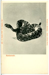 03977--1903-Rattnesnale-Brück & Sohn Kunstverlag