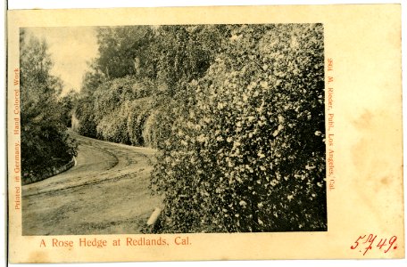 05749-Redlands-1905-A Rose Hedge-Brück & Sohn Kunstverlag