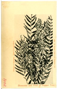 03943-Kalifornien-1903-Blosssoms and Fruit of Pepper tree-Brück & Sohn Kunstverlag